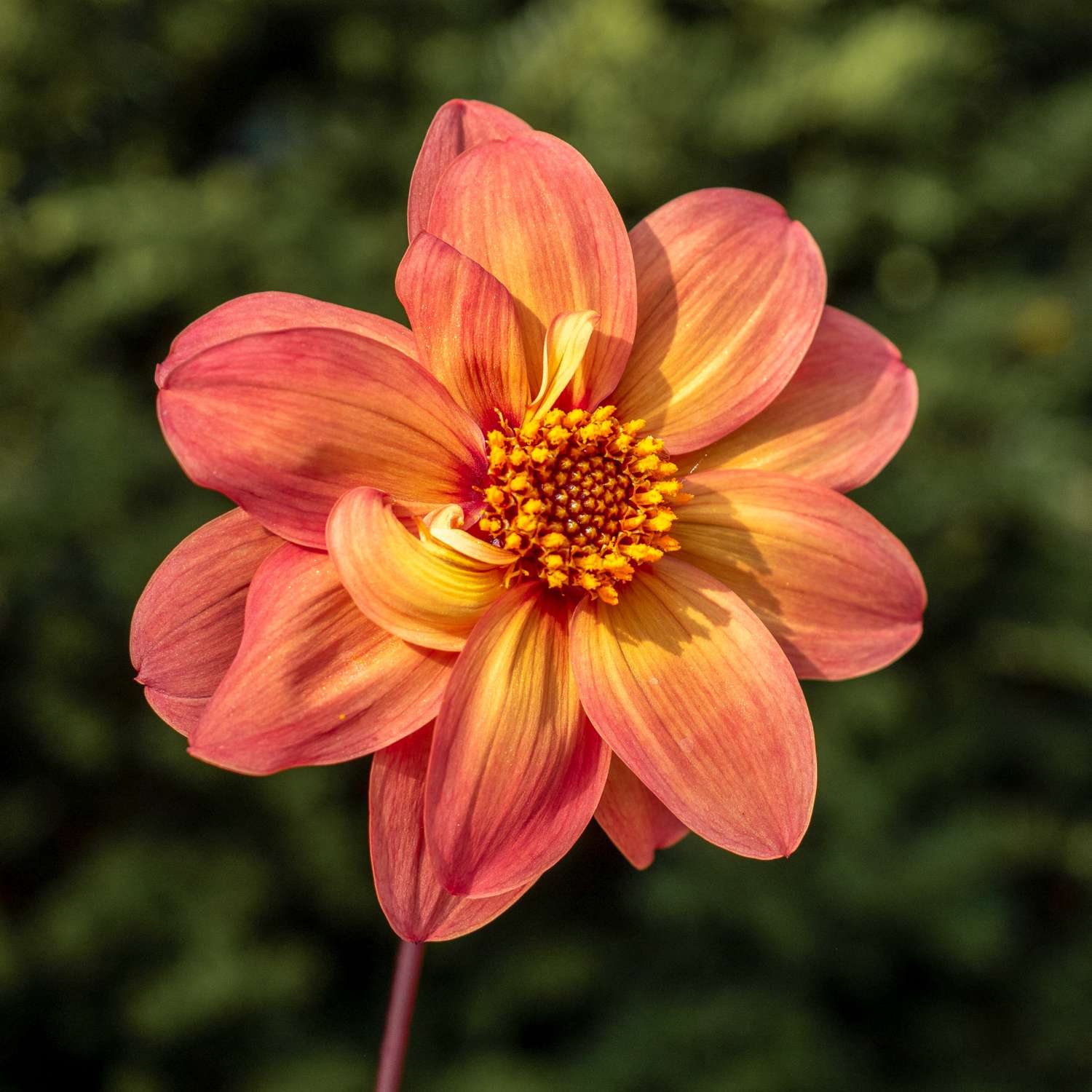 Daalia 'Schippers Bronze'